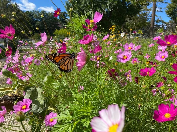 Davis Park Community Garden