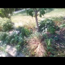 Speed Queen - Before and after cut