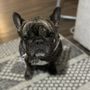 Photo of Upscale Tails Pet Grooming Salon