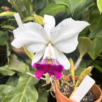 Foster Botanical Garden - Cattleya orchid - Botanical Gardens Near Me - Honolulu, Hawaii Foster Botanical Garden - Cattleya orchid - Botanical Gardens Near Me - Honolulu, Hawaii