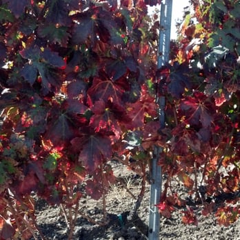 Pear Valley - Vines in early November! - Wineries Near Me - Paso Robles, California Pear Valley - Vines in early November! - Wineries Near Me - Paso Robles, California