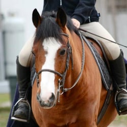 Duncraven Stables