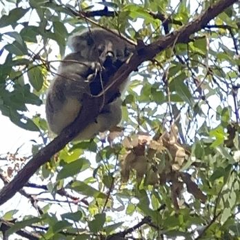 Koala Hospital - Koala Joey in the tree - Parks Near Me - Port Macquarie, NSW