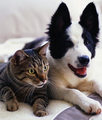 Aunt Darlene's Pet Sitting & Dog Walking Service