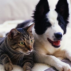 Aunt Darlene's Pet Sitting & Dog Walking Service