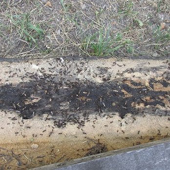 Bugmaster Pest Control - Pest Control Near Me Bugmaster Pest Control - Pest Control Near Me