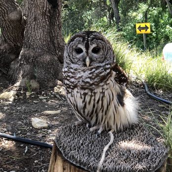 Turley Wine Cellars - Birds of prey at pick up party - Wineries Near Me - Templeton, California Turley Wine Cellars - Birds of prey at pick up party - Wineries Near Me - Templeton, California