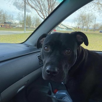 Frenz Pet Spa - Clean, shinny and smelling amazing!! - Pet Groomers Near Me - Wasilla, Alaska Frenz Pet Spa - Clean, shinny and smelling amazing!! - Pet Groomers Near Me - Wasilla, Alaska