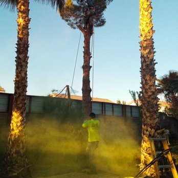 Arbor Tree Service - My yellow-coated lungs will no longer get their daily dose of pollen. - Tree Services Near Me - LAS VEGAS, Nevada Arbor Tree Service - My yellow-coated lungs will no longer get their daily dose of pollen. - Tree Services Near Me - LAS VEGAS, Nevada
