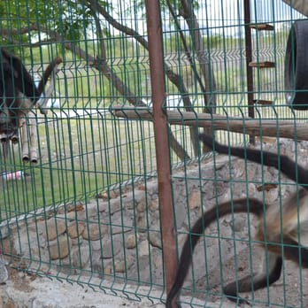 Yaguar Xoo - Zoos Near Me - Tlacolula de Matamoros, OAX Yaguar Xoo - Zoos Near Me - Tlacolula de Matamoros, OAX