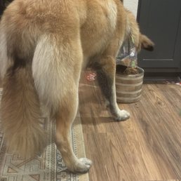 The cutest big fluffy dog butt! The cutest big fluffy dog butt!