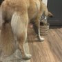 Photo of Dog & Cat Laundromat