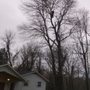 Photo of Acorns Tree Service