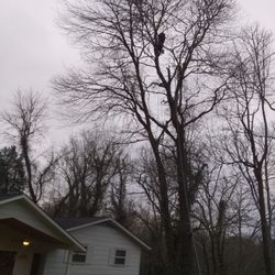 Acorns Tree Service - Taking down large oak over home