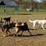 Photo of Hanover Dog Park