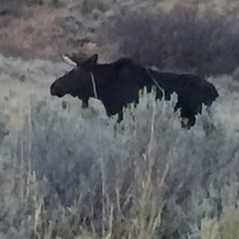 Spring Creek Ranch - The moose was on the property driving to our room there were 3 total that we saw - Hotels Near Me - Jackson, Wyoming Spring Creek Ranch - The moose was on the property driving to our room there were 3 total that we saw - Hotels Near Me - Jackson, Wyoming