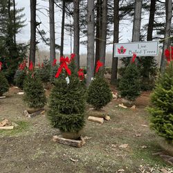 Sugar Pines Farm - Balled trees