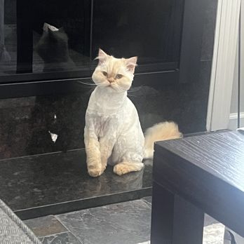 PurrFurred Pet Styling - Naperville - Pet Groomers Near Me - Naperville, Illinois PurrFurred Pet Styling - Naperville - Pet Groomers Near Me - Naperville, Illinois