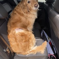Community Pet Healthcare - Our girl right after surgery - Mass removal