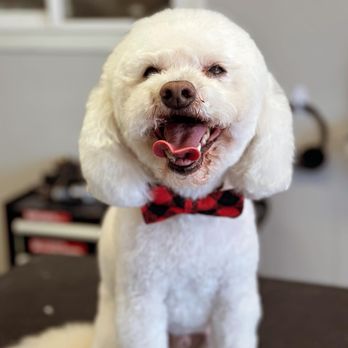 Dapper Dog Pet Grooming - Grooming all breeds, and sizes. Breed cuts, cozy cuts, dye jobs, you name it! - Pet Groomers Near Me - Santa Clarita, California Dapper Dog Pet Grooming - Grooming all breeds, and sizes. Breed cuts, cozy cuts, dye jobs, you name it! - Pet Groomers Near Me - Santa Clarita, California