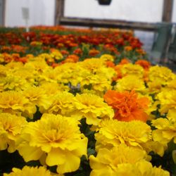 Corn Crib Nursery