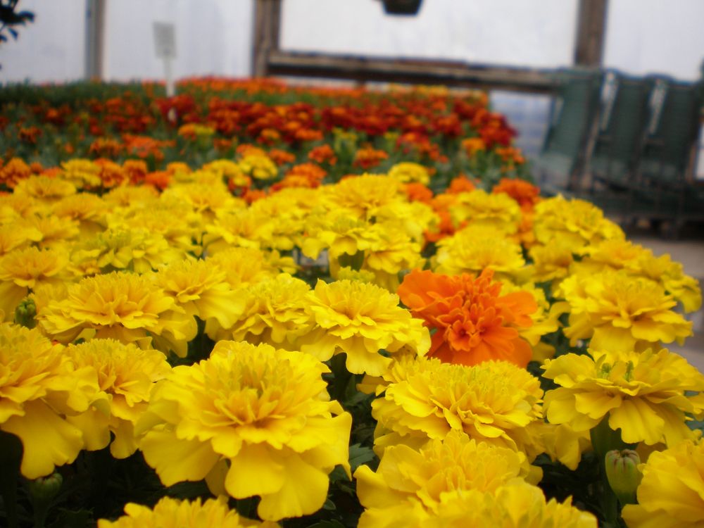 CORN CRIB NURSERY Updated October 2024 11 Photos 6924 Route 150