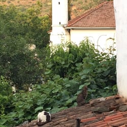 Kırkınca Houses Hotel - Lots of feral cats but they're well taken care of!