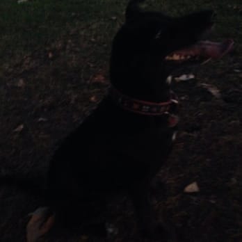 Pinto Lake County Dog Park - Dog in training - Dog Parks Near Me - Watsonville, California