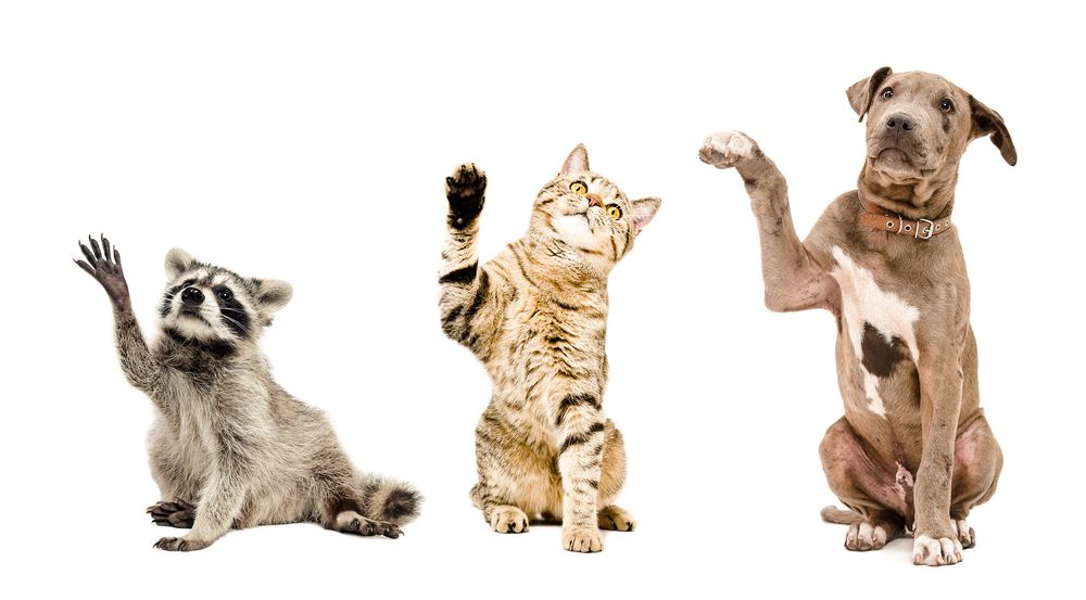 PAWS VET CARE CENTER 11720 US19, Port Richey, Florida