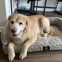 Fuzzy and clean after groomed! Fuzzy and clean after groomed!