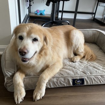 Posey Pups - Fuzzy and clean after groomed! - Pet Groomers Near Me - Fairfax, Virginia Posey Pups - Fuzzy and clean after groomed! - Pet Groomers Near Me - Fairfax, Virginia