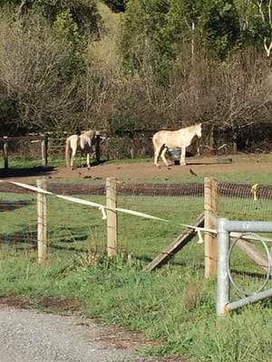 Spirit Rock Meditation Center by null