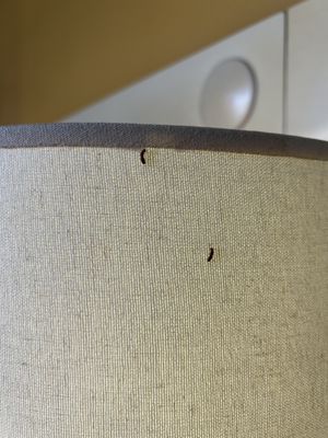 Coconut Waikiki Hotel by null