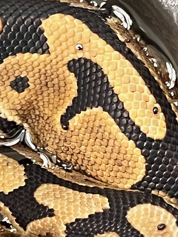 SCALES ‘N TAILS EXOTIC REPTILES PET SHOP Updated October 2024 2644