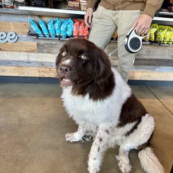 Coffeehouse - A cute dog visiting!! - Coffee & Tea Near Me - Annapolis Junction, Maryland Coffeehouse - A cute dog visiting!! - Coffee & Tea Near Me - Annapolis Junction, Maryland
