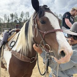 Grindstone Stables - Horse