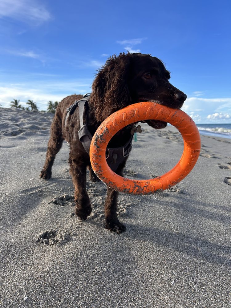 o Jupiter Florida Real Estate For Sale