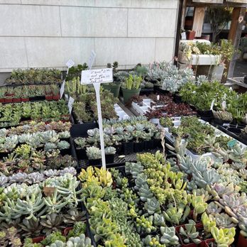 Yamaguchi Bonsai Nursery - Succulent table - Nurseries & Gardening Near Me - Los Angeles, California Yamaguchi Bonsai Nursery - Succulent table - Nurseries & Gardening Near Me - Los Angeles, California