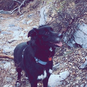 Petco - Before - Pet Stores Near Me - Las Vegas, Nevada Petco - Before - Pet Stores Near Me - Las Vegas, Nevada