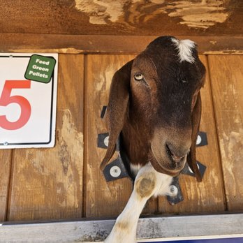 Rooster Cogburn Ostrich Ranch - Petting Zoos Near Me - Picacho, Arizona