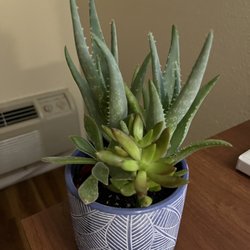 99 Cents Only Stores - I bought this one! $7.99