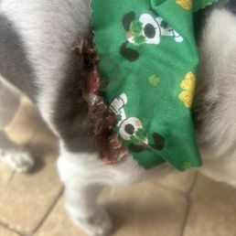 We just removed his bandana AND WTF IS THIS We just removed his bandana AND WTF IS THIS