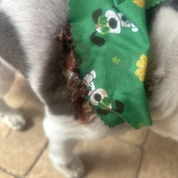 Lisa's Pampered Paws Pet Grooming - We just removed his bandana AND WTF IS THIS - Pet Groomers Near Me - Reno, Nevada Lisa's Pampered Paws Pet Grooming - We just removed his bandana AND WTF IS THIS - Pet Groomers Near Me - Reno, Nevada