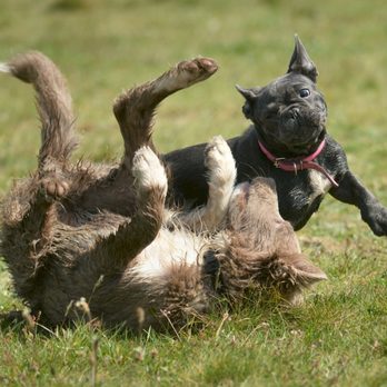Bishopton Dog Walking Services - puppies playing - Dog Walkers Near Me - Bishopton, RFW Bishopton Dog Walking Services - puppies playing - Dog Walkers Near Me - Bishopton, RFW