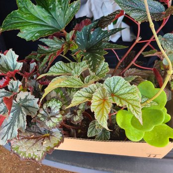 Mari's Gardens - Begonia bonanza and a Hoya - Nurseries & Gardening Near Me - Mililani, Hawaii