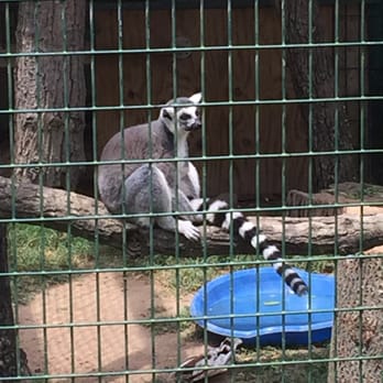 Tiger World - Zoos Near Me - Rockwell, North Carolina