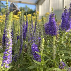 Amherst Garden Center and Farm to Market