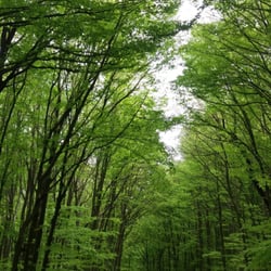 Stadtwanderweg 8