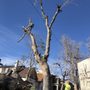 Denver Tree and Landscape
