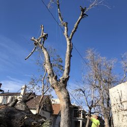 Denver Tree and Landscape - Parkway Maple, pieced out and almost safe for homeowner and parked cars.